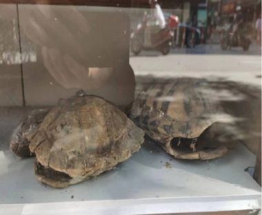 大国医者 国医名师——洪等得